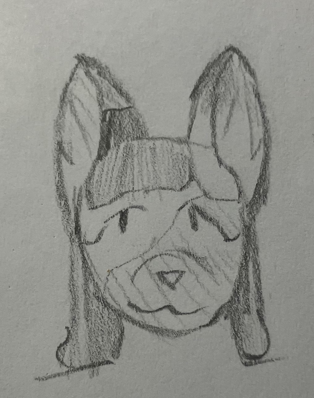 a sweet calico kitty with shortish hair and bangs